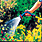 gro�es Bild